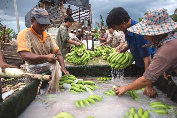 
	นักวิจัยลาวชี้ สวนกล้วยจีนในลาว ลอบใช้สารเคมี กระทบแหล่งน้ำ ทำแรงงานเสียชีวิต
