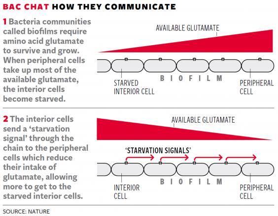 
	นักวิทยาศาสตร์ค้นพบ แบคทีเรียสื่อสารกันด้วยสัญญาณไฟฟ้า
