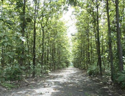 ลักษณะป่าไม้ในอุทยานแห่งชาติเขาใหญ่ - ฺBeautiful Khao Yai