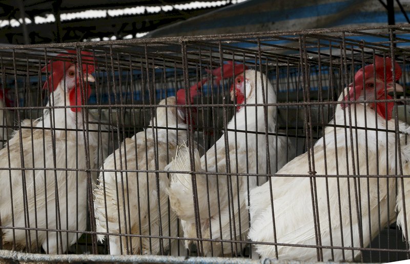 พบเชื้อไวรัสไข้หวัดนกสายพันธุ์ 'H5N6' ระบาดครั้งแรกในกัมพูชา