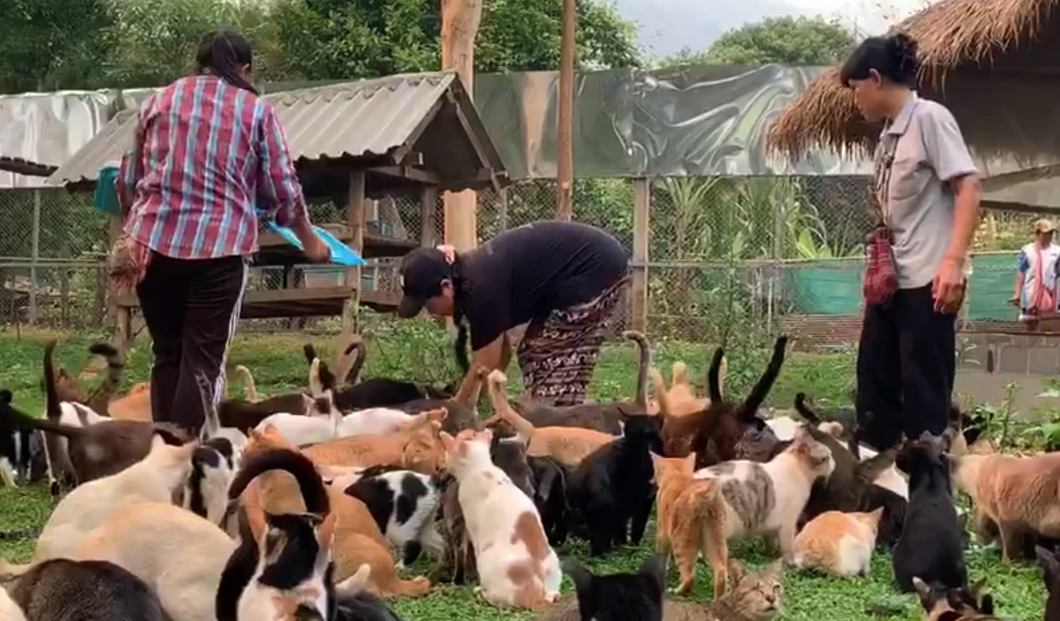องค์กรช่วยเหลือสัตว์ระบุคนไทยทิ้ง 'แมว-สุนัข' เพิ่มขึ้น ช่วงวิกฤต COVID-19
