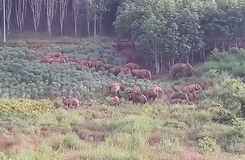 แนวโน้มประชากร 'ช้างป่าไทย' เพิ่มขึ้น