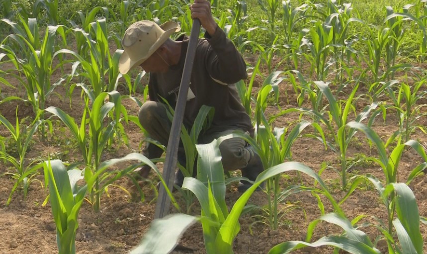 ปลายเดือน พ.ย. 2561 เกษตรกรขึ้นทะเบียนโครงการปลูกข้าวโพดหลังนาแล้วกว่า 71%