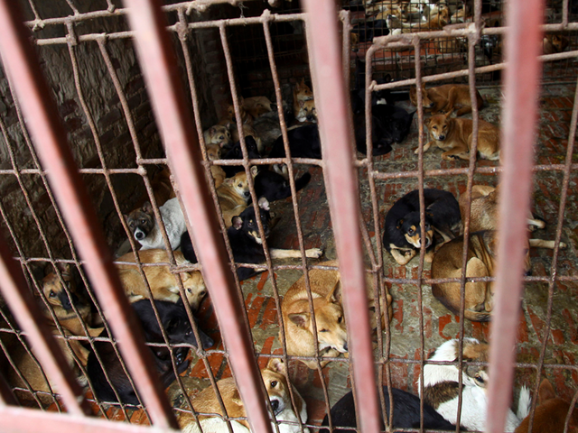 รบ.เวียดนามเรียกร้องประชาชนหยุดบริโภคเนื้อสุนัข หวั่นกระทบภาพลักษณ์ของประเทศ
