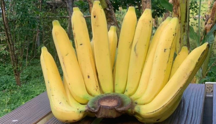 ขึ้นทะเบียน GI “กล้วยหอมทองพบพระ” ช่วยเพิ่มมูลค่าสินค้า เพิ่มรายได้ท้องถิ่น