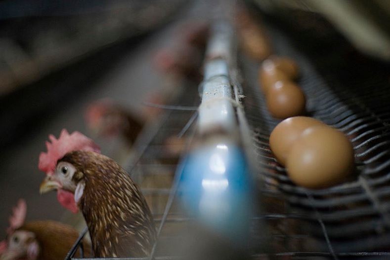 คณะกรรมการพัฒนานโยบายไก่ไข่ มีมติปรับลดแม่ไก่ยืนกรงดันราคาไข่ไก่