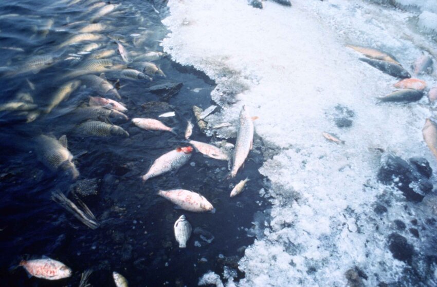 'โลกร้อน' ทำแหล่งน้ำอุ่นขึ้น-ปลาตาย-อุตสาหกรรมประมงประสบปัญหาหนัก
