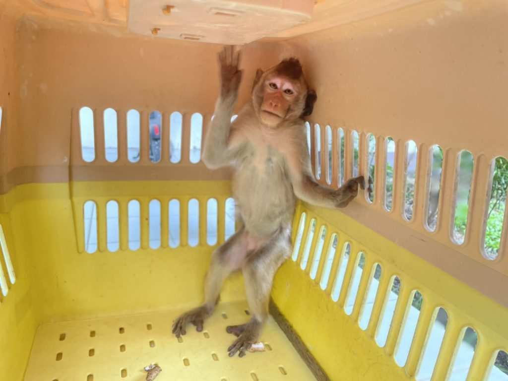 จับกุมพ่อค้าลักลอบจับลิงในวัด คาดเป็นขบวนการค้าลิงส่งออกต่างประเทศ
