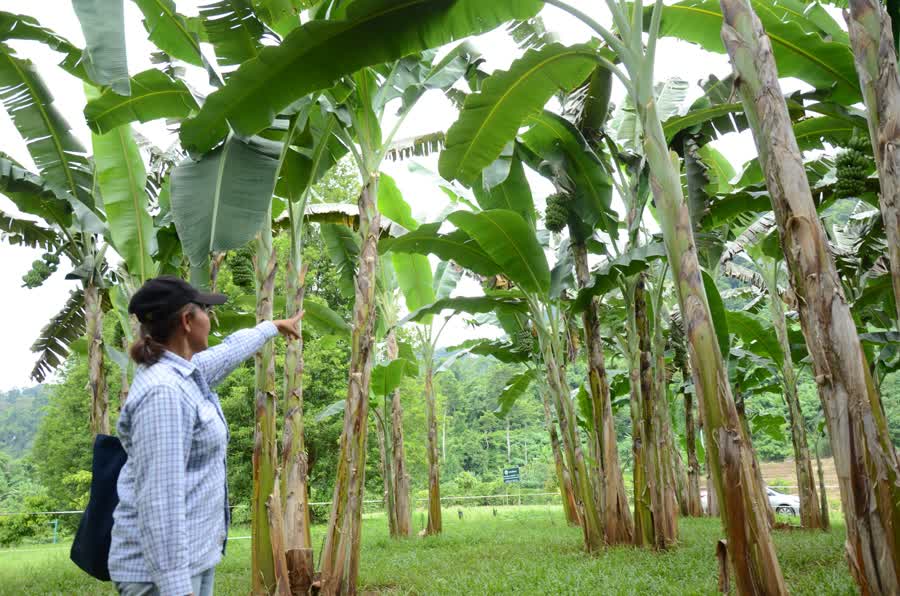 ศูนย์วิจัยพืชสวนยะลา เผยผลสำเร็จแก้ปัญหาโรคเหี่ยวในกล้วยหินได้เป็นที่แรก