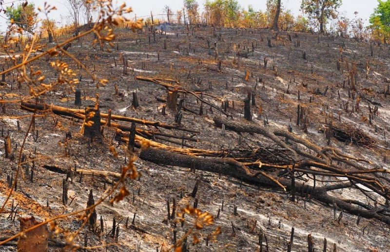 Post-Wildfire Reforestation in Upper North