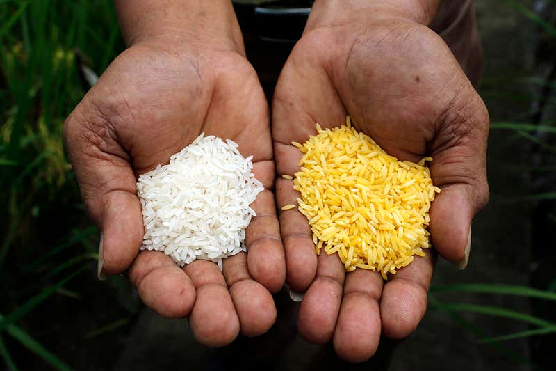 รบ.ฟิลิปปินส์อนุมัติปลูก 'ข้าวทอง' GMO ชนิดแรกเพื่อต่อสู้ภาวะขาดสารอาหาร