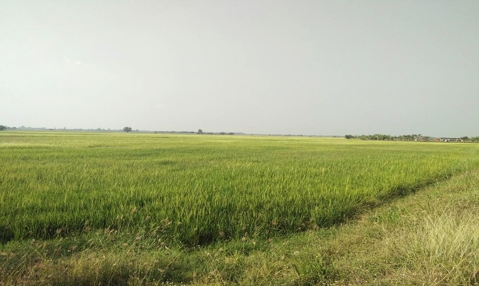 คปภ.คลอดกรมธรรม์ประกันภัย 'ข้าว-ข้าวโพดเลี้ยงสัตว์'