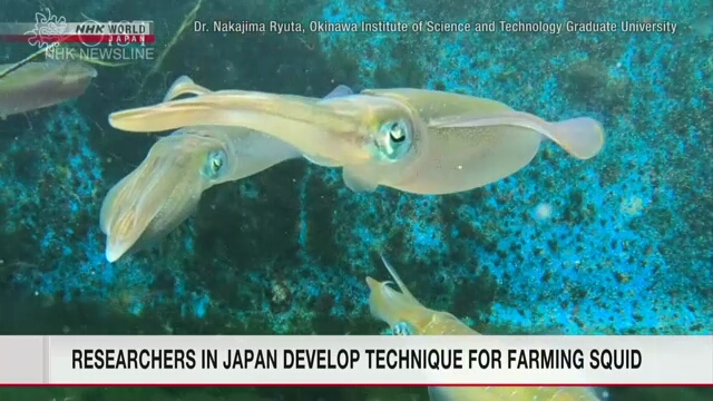 นักวิจัยในญี่ปุ่นมีความหวังเพาะเลี้ยงปลาหมึกเชิงพาณิชย์