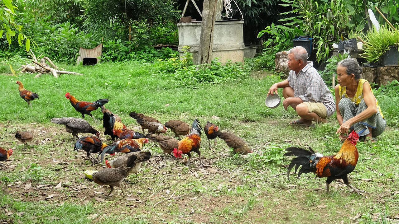 เตรียมขึ้นทะเบียน GI 'ไก่แม่ฮ่องสอน'