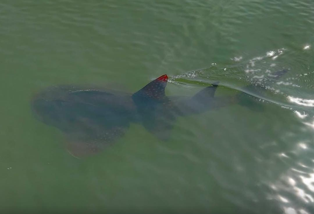 ทส.ห่วง 'ปลาโรนิน' ขอช่วยกันดูแลเสริมระบบคุ้มครองสัตว์ทะเลหายาก