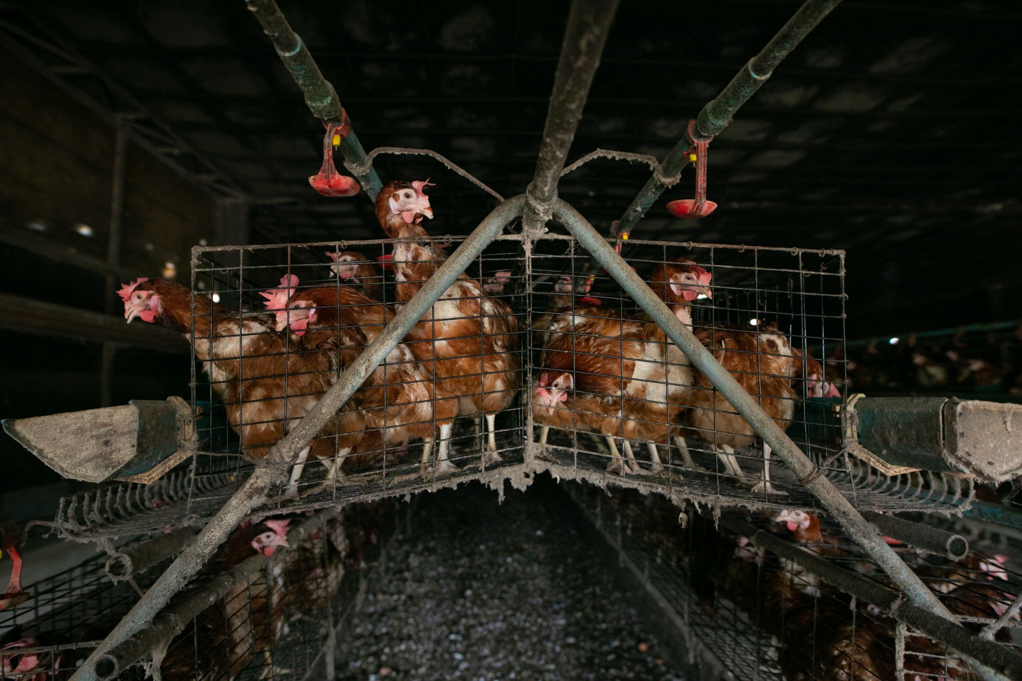 ผลสำรวจชี้ 70% ของบริษัทในอุตสาหกรรมอาหารกำลังเปลี่ยนไปใช้ไข่ไก่ปลอดกรง
