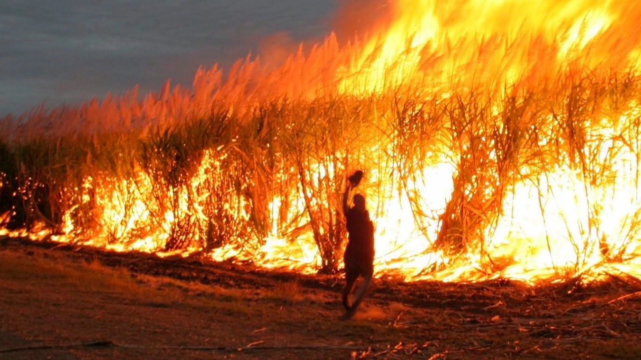 ฤดูการผลิตอ้อย 62/63 ลดรับซื้ออ้อยไฟไหม้ได้ 37.18 ล้านตัน ลดพื้นที่เผาได้ถึง 1.2 ล้านไร่