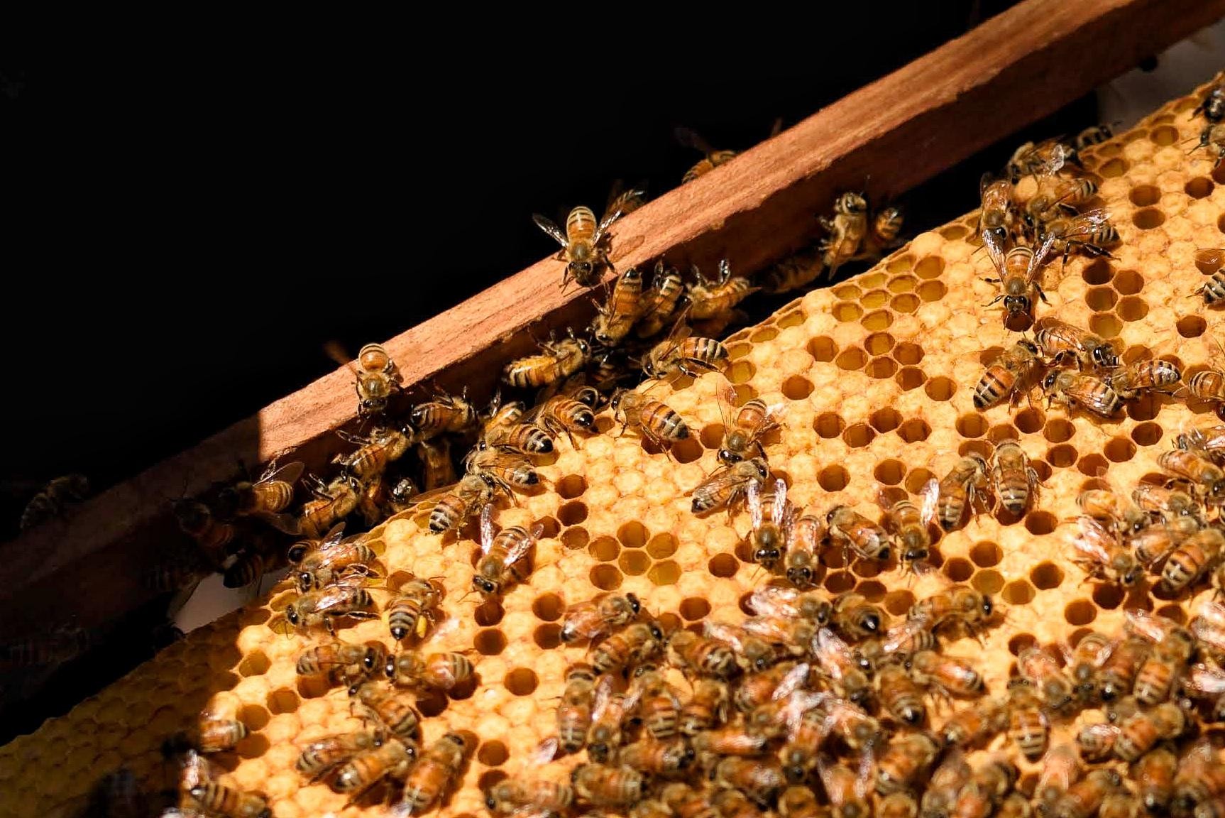 เผยไทยผลิต 'น้ำผึ้ง' ได้ปีละ 1 หมื่นตัน อันดับ 2 อาเซียน รองจาก 'เวียดนาม'