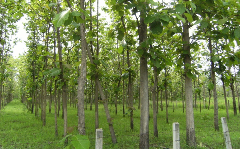 บอร์ดเกษตรยั่งยืนไฟเขียวเพิ่มไม้ยืนต้นเป็นหลักทรัพย์ค้ำประกันสินเชื่อ 50,000-100,000 บาท/ราย