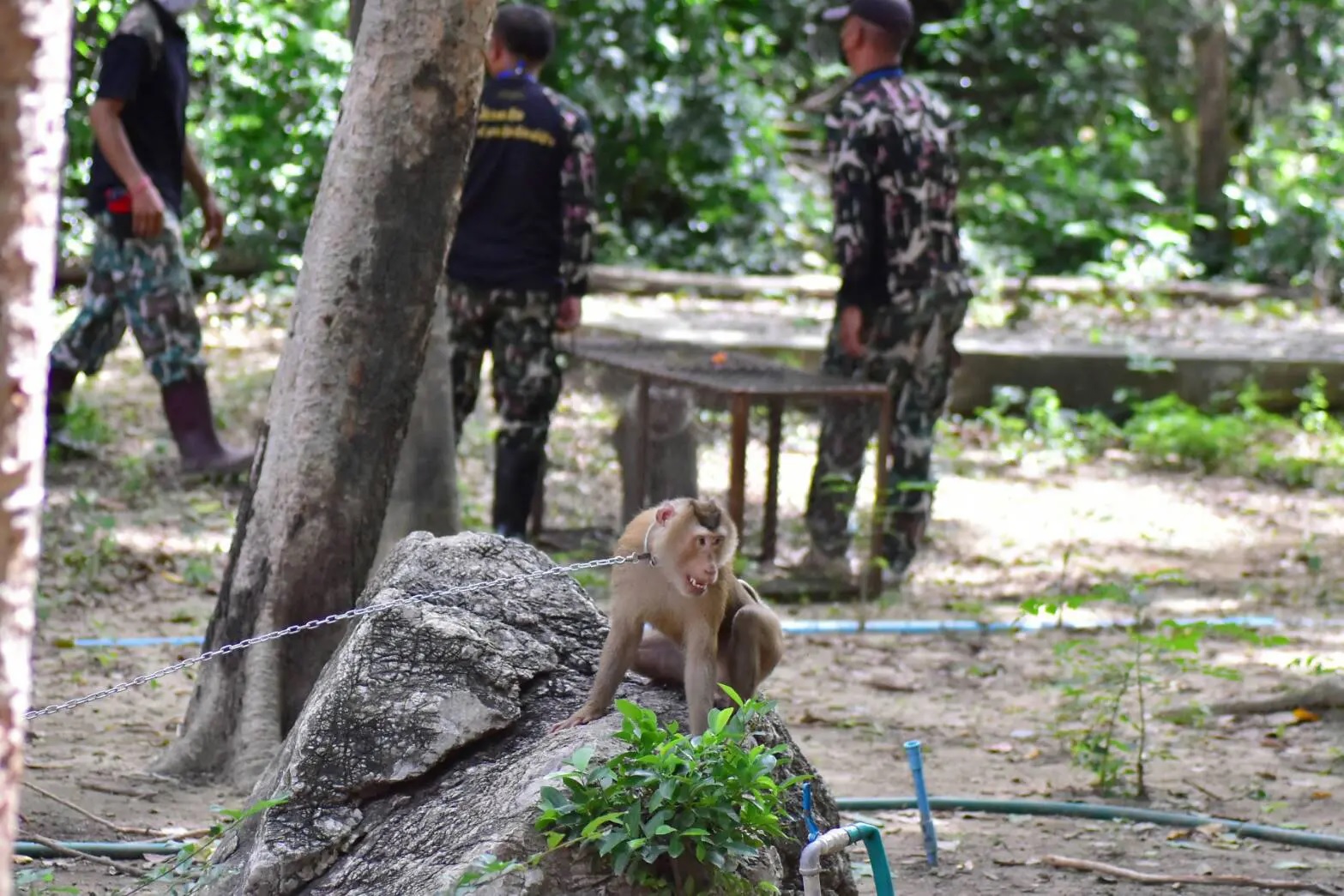 เปิดปฏิบัติการใช้ 'ลิงกัง' ไล่ 'ลิงแสม' แก้ปัญหาเข้ามารบกวนที่โรงเรียนพรหมานุสรณ์ จ.เพชรบุรี