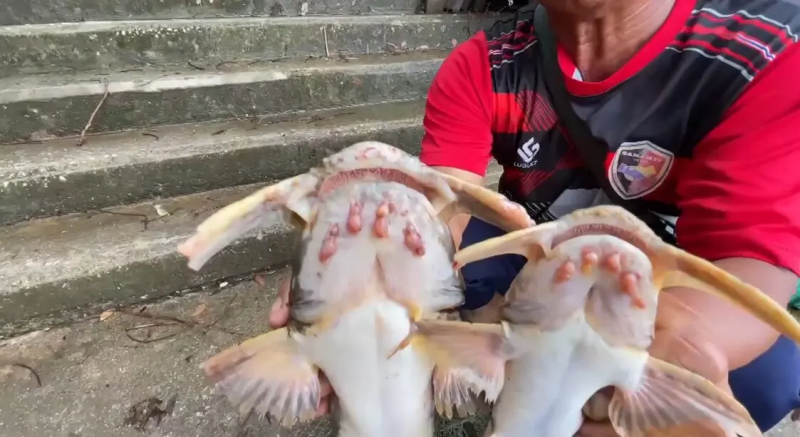 Myanmar Mining Pollution Threatens Thai Rivers, Fish