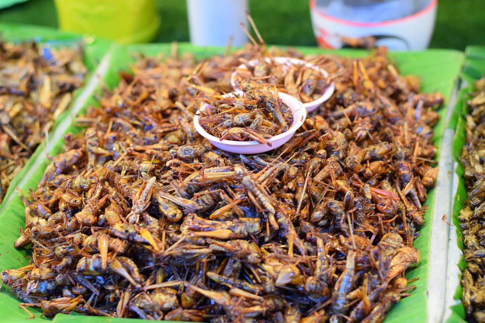 ดันไทยเป็นศูนย์กลางผลิตโปรตีนจากแมลง