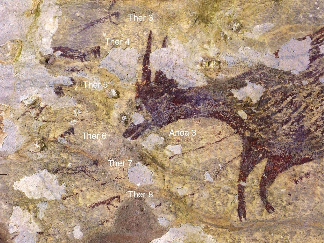พบภาพวาดรูปสัตว์ในถ้ำอินโดนีเซียอายุราว 40,000 ปี และอาจเป็นภาพวาดเล่าเรื่องเก่าสุดในโลก