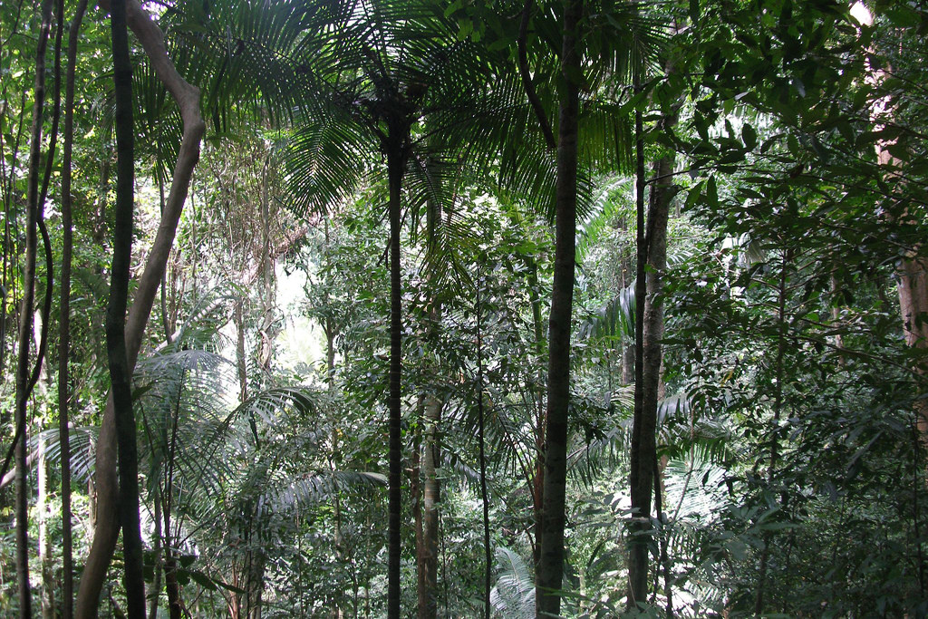 ธกส.เตรียมออกพันธบัตรต้นไม้ ตั้งเป้าปลูกต้นไม้เพิ่มกว่า 1,000 ล้านต้น ภายใน 10 ปี