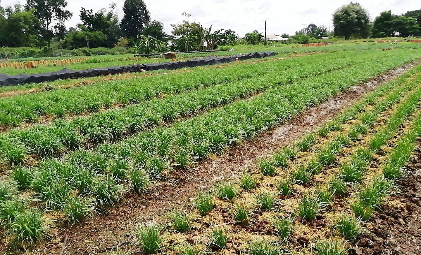 ภัยแล้งทำ 'กุยช่ายขาว กุยช่ายเขียว' ขอนแก่น ผลผลิตลดลงกว่า 70%