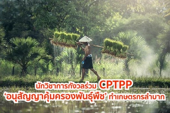 นักวิชาการกังวลร่วม CPTPP ‘อนุสัญญาคุ้มครองพันธุ์พืช’ เกษตรกรเสียเปรียบ