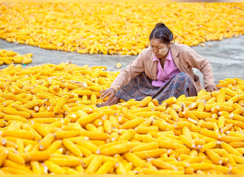 สมาคมการค้าพืชไร่เผยนำเข้าข้าวโพดพม่า ก.พ.-มี.ค. 2563 ปริมาณมากกว่าทั้งปี 2562