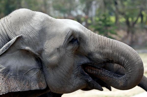ช้างป่าพม่าลดลงจำนวนมาก หลักถูกลอบฆ่าถลกหนังทำยาแผนโบราณ