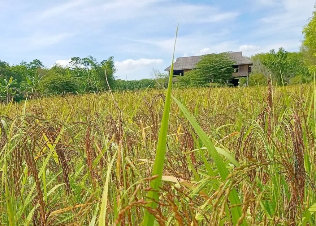 'ข้าวเบายอดม่วงตรัง' ขึ้นทะเบียน GI เป็นสินค้าน้องใหม่