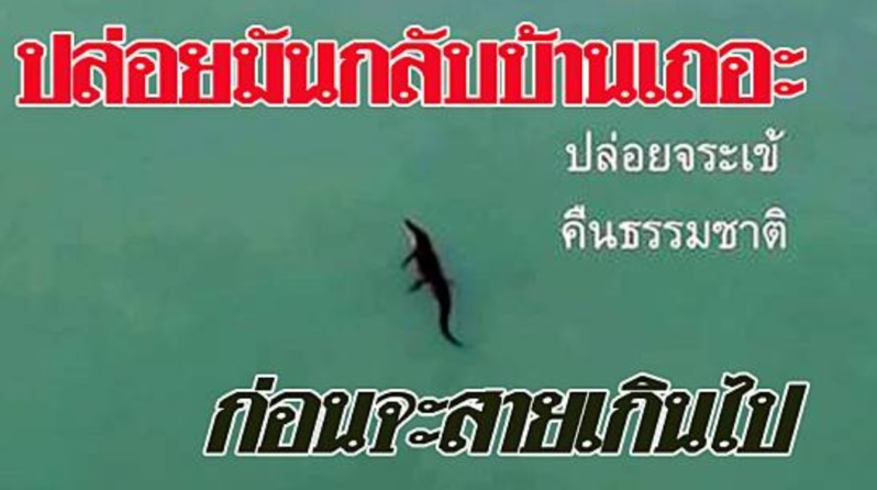 ชาวเน็ตรณรงค์ปล่อย 'จระเข้' คืนธรรมชาติ