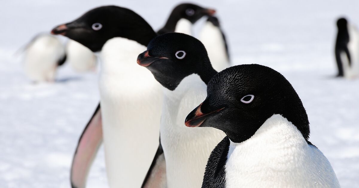 ผลศึกษาเผย 'ลูกเพนกวินขั้วโลกใต้' นับหมื่นตัวจมน้ำตายเมื่อปี 2022