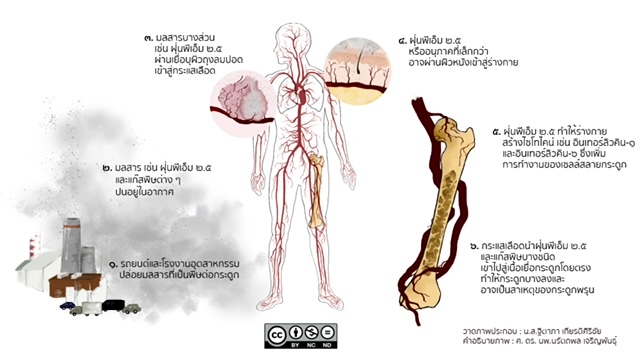 ม.มหิดล ค้นพบ PM 2.5 เสี่ยงกระดูกพรุนจากภาวะอักเสบในหนูทดลอง