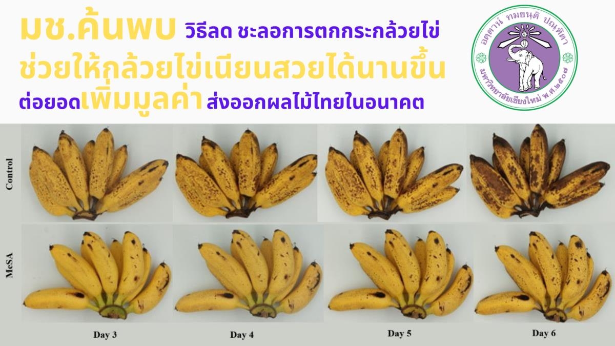 มช.ค้นพบ วิธีลด ชะลอการตกกระกล้วยไข่ ช่วยให้กล้วยเนียนสวยได้นานขึ้น