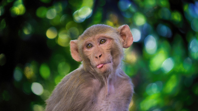 Test of COVID-19 mRNA Vaccine Begins with Monkeys