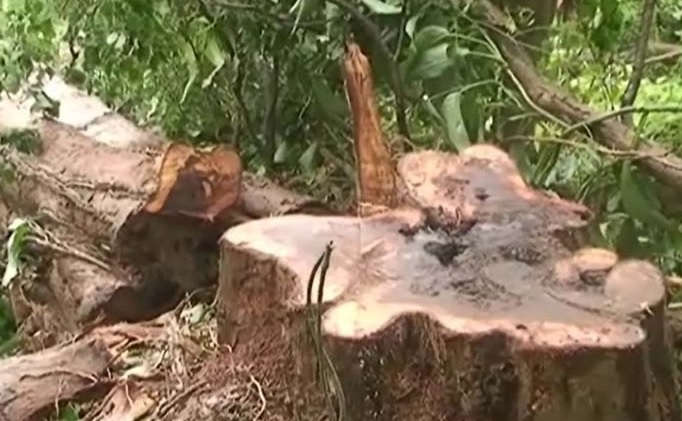 
	กรมป่าไม้เผยคดีลักลอบตัดไม้ยังสูงกว่า 2,500 คดี
